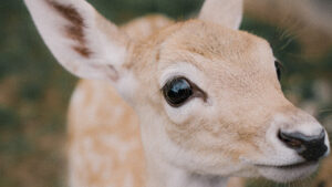Arizona wildlife staff say leave baby animals alone even if you're worried about them