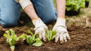 Pair of West Valley cities ranked among least sustainable in US