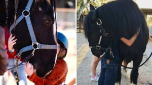 Scottsdale horse therapy farm purchases property it was leasing