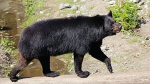 Officials warn Arizona residents about bears after sighting in southern part of state