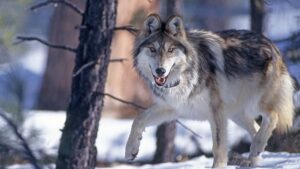 Endangered Mexican wolf pups fostered in Arizona packs this month, wildlife officials say