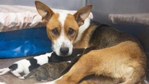 Dog bitten by rattlesnake gives birth in Arizona Humane Society ambulance