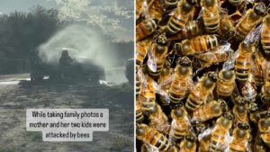 Mother stung 75 times while protecting kids from bee swarm in West Valley