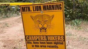 Arizona wildlife officers kill 3 aggressive mountain lions