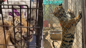 Tiger cub seized by Phoenix Police moving to permanent home