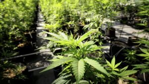 Arizona marijuana products found free of contaminants after retesting