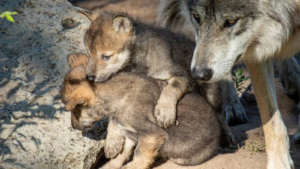 Diamond Fire could endanger animals at Southwest Wildlife Conservation Center