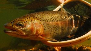 Catch them while you can: Saturday is Free Fishing Day in Arizona