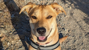Arizona Humane Society is helping pet owners weather the storm this monsoon season