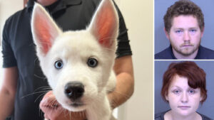 Glendale couple arrested for allegedly stealing husky puppy last month