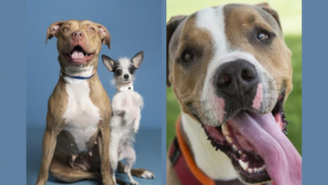 Choose your adoption fee with this Arizona Humane Society special