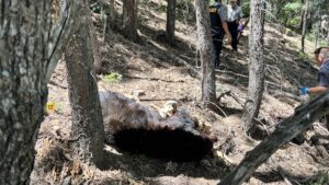 Bear that killed man near Prescott tested negative for rabies