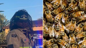 3 people taken to hospital after encounter with bees in Scottsdale