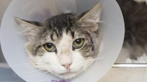 Arizona Humane Society offering $20 adoptions for rest of July