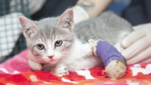 Kitten found stuck in car engine in Phoenix recovers, will soon be up for adoption