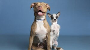 Several Arizona shelters participating in reduced-fee pet adoption event
