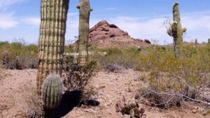 Elderly man found dead in desert in Buckeye, death possibly heat-related