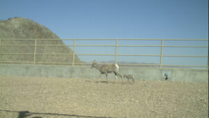3 wildlife crossings over Arizona freeways proposed to reduce collisions, protect animals