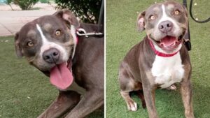 Puppy rescued while fleeing Diamond Fire up for adoption in Payson