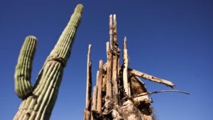 Phoenix breaks daily heat record, inches closer to all-time 110-degree mark