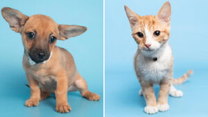 Arizona Humane Society offering free adoptions for all pets this weekend