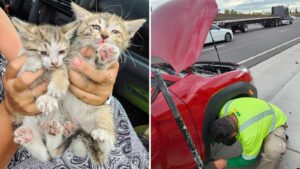 Kittens rescued from underneath car after hitching ride on Phoenix freeway