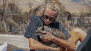 Arizona Humane Society deploys team to Maui to search for animals impacted by wildfires
