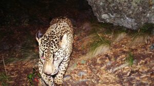 Say cheese: Rare jaguar sighting caught on camera in southern Arizona mountain range