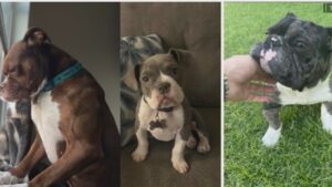 Police searching for 3 dogs stolen from Phoenix Airbnb in June