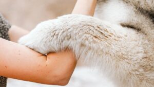 Gilbert opens animal cruelty investigation after dogs found needing medical care