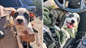 Arizona DPS troopers help save puppy found with zip tie around throat