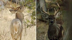 Arizona wildlife officials ask hunters to bring in heads of deer, elk to check for disease