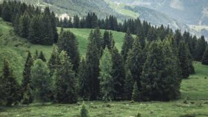 Here's what you need to know about cutting Christmas trees in Arizona national forests