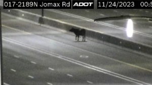 No bull! DPS corrals curious cow on Interstate 17 near Jomax Road in Phoenix