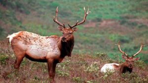 Woman dies after apparent elk attack near northwestern Arizona home
