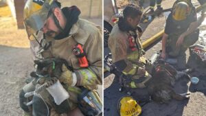Phoenix firefighters help rescue multiple pets from smoke-filled house