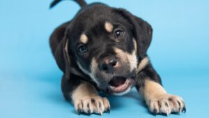 Arizona Humane Society offering $50 dog adoptions through end of year
