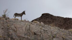 Arizona wildlife managers to gather 1,000 burros to manage overpopulated area