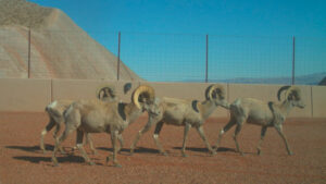 Arizona gets $24M federal grant for wildlife overpass, fencing on I-17 south of Flagstaff