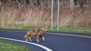 Wildlife officials on alert after 3 people bitten by coyotes in north Phoenix