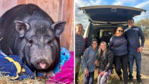 Potbellied pig delays ADOT's efforts to clear land meant for State Route 30 in Avondale