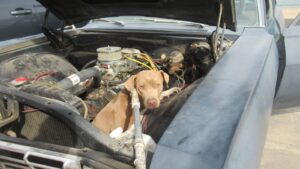 Arizona Humane Society emergency techs rescue Weimaraner mix from car engine