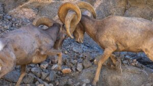 Feds look to drastically cut recreational target shooting within Arizona's Sonoran Desert monument