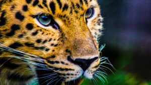 Say hello to Arizona's newest jaguar, Center for Biological Diversity says