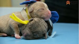Too doggone cute: Arizona Humane Society welcomes first puppy litter of 2024