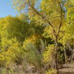 A site at Rockin' River Ranch in Camp Verde.