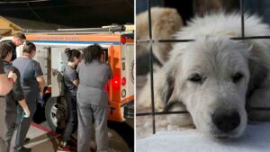 Animal cruelty bill introduced to Legislature following Chandler ‘house of horrors’
