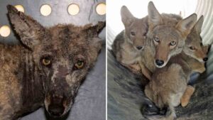 Local wildlife center urges action against rodenticide threat to Valley coyotes