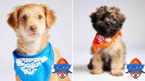 Pair of pooches adopted from Arizona Humane Society in Puppy Bowl XX