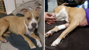 Chandler police looking for man accused of fatally stabbing Pitbull-terrier mix in dog park